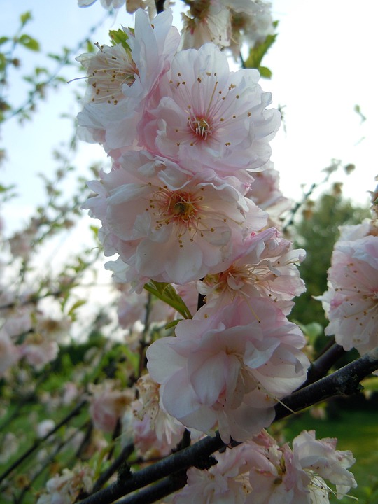 桜の花 さくら - Pixabayの無料写真 - Pixabay