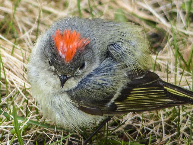 30+ Free Kinglets & Bird Images - Pixabay
