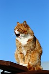 cat, kitty, fluffy