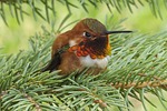 allens hummingbird, hummingbird, colibri