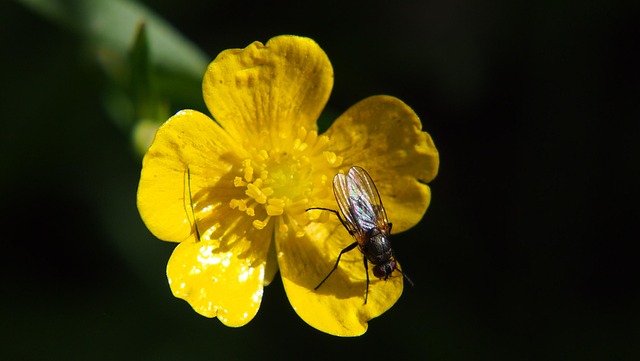Free Fly Flower photo and picture