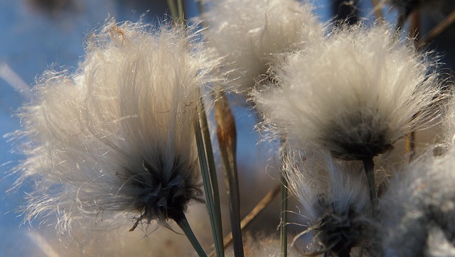 Free Tupasvilla Plant photo and picture