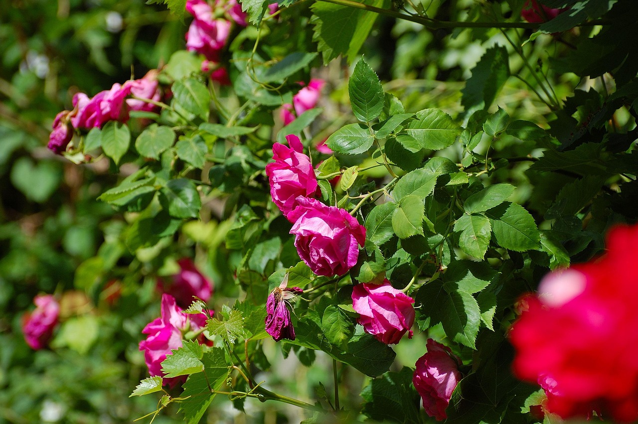 Garden Rose Bush Bloom Free photo on Pixabay Pixabay