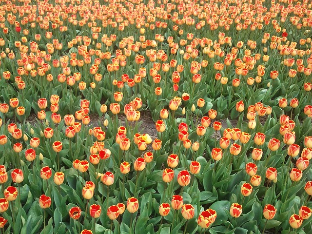 Free Tulip Tulips photo and picture