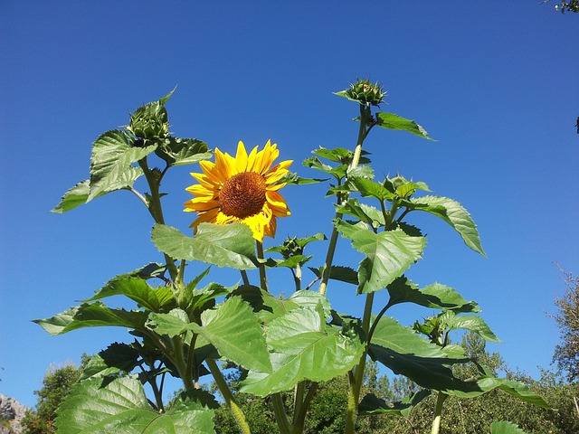 Free Sunflower Plant photo and picture