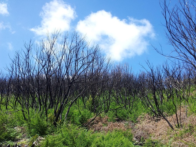 Free La Gomera Spain photo and picture