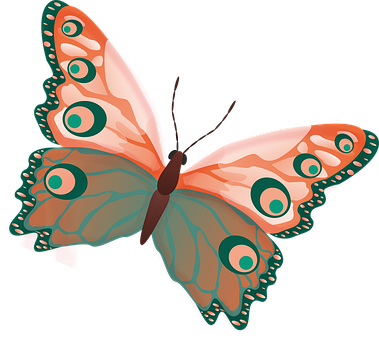 Free Butterfly Insect illustration and picture