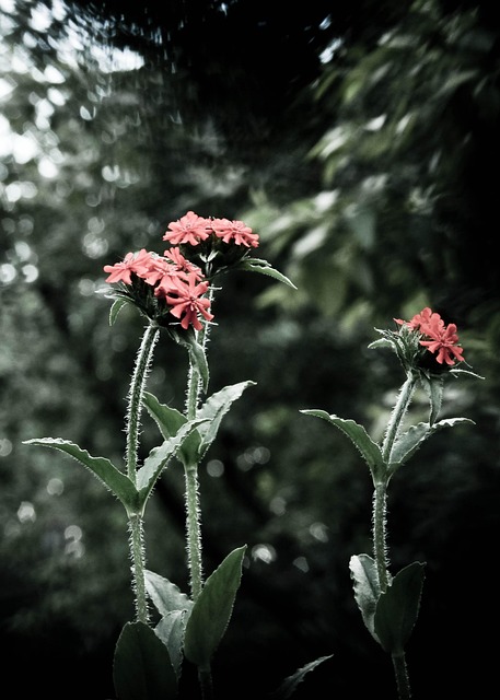 Free Flower Garden Flower photo and picture
