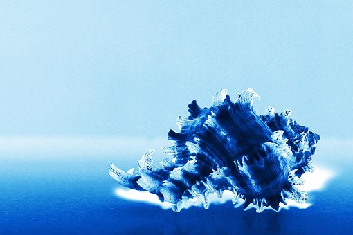 Free Blue Shell photo and picture