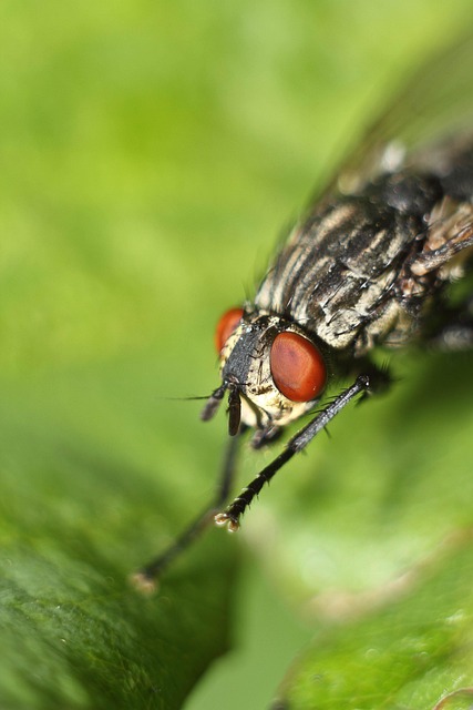 Free Fly Fly Insects photo and picture