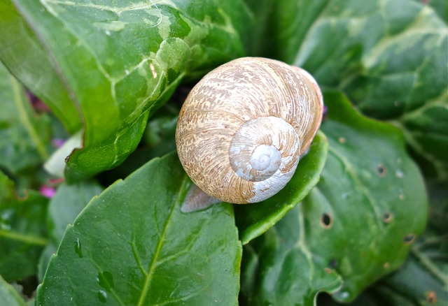 Free Shell Snail photo and picture