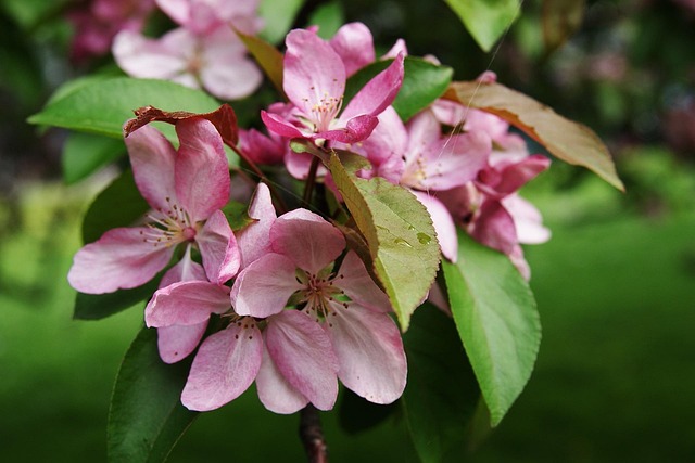Free Spring Nature photo and picture