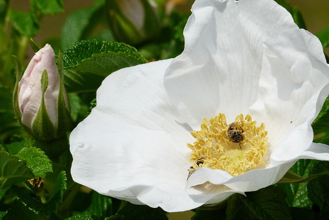 Hamanasu, Blomst, Hvid, Tidlig Sommer