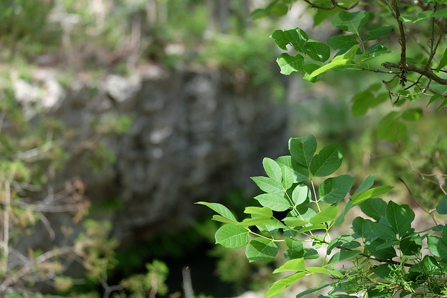Løv, Blade, Natur, Træ, Grøn, Skov