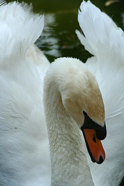 Free Swan Bird photo and picture