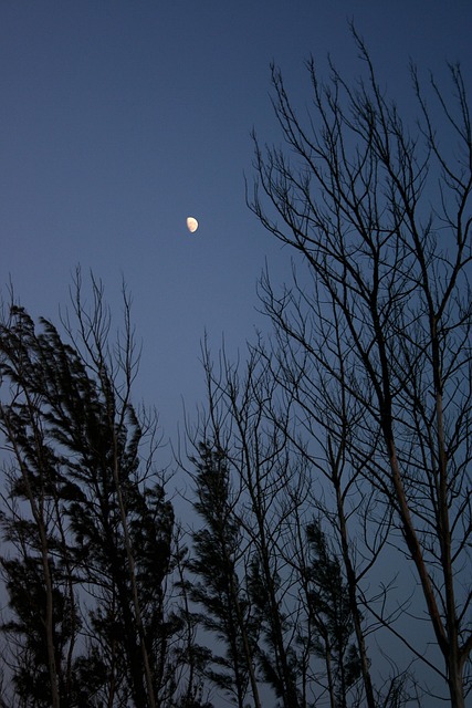 Free Night Silhouette photo and picture