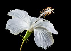 Hibiscus Syriacus - Free photo on Pixabay