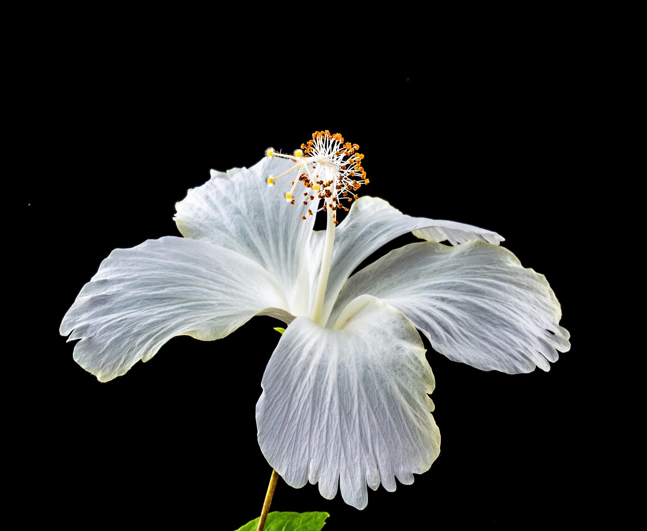 Page 3 - 4,000+ Free Hibiscus & Flower Images - Pixabay
