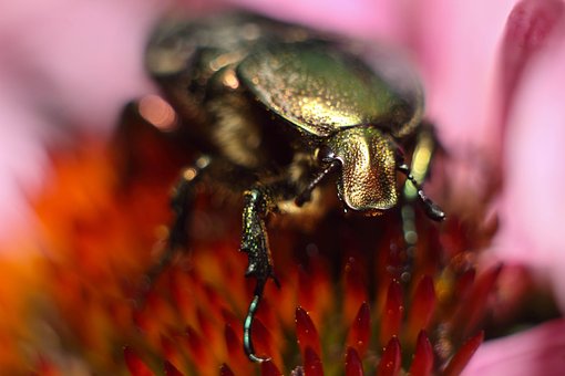 Free Beetle May photo and picture