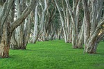 trees, park, centennial park