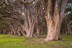 trees, park, botanical