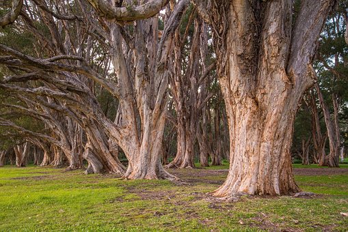 Trees, Park, Botanical, Foliage, Natural