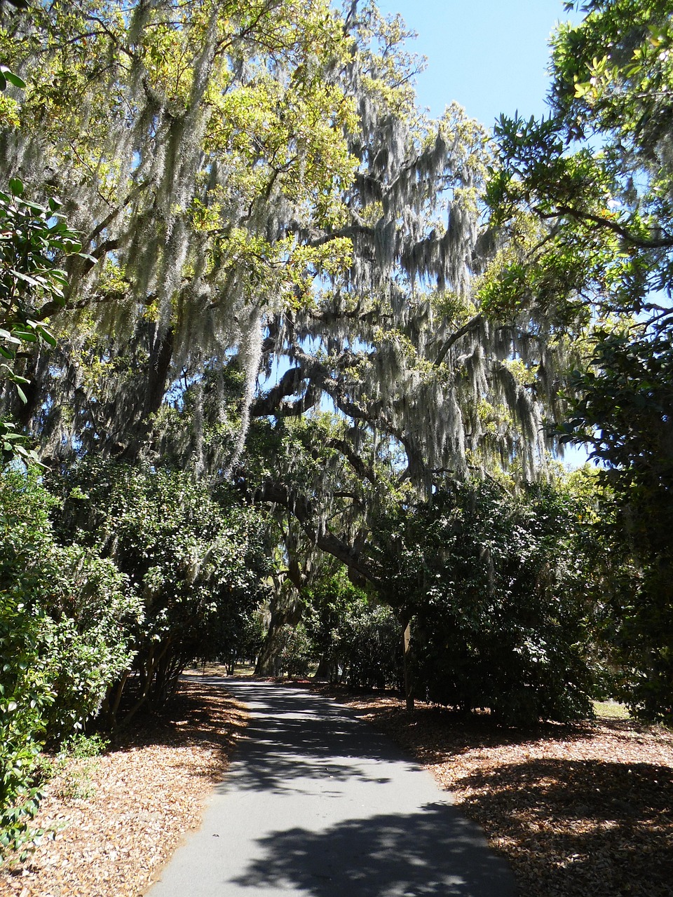 Tree Scenic Trees Scenic Path - Free photo on Pixabay - Pixabay