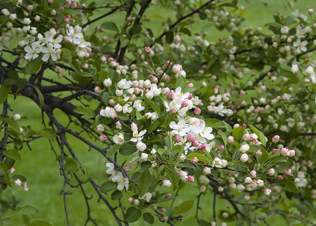 Free Bud Spring photo and picture