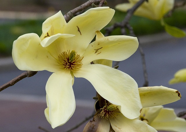 Free Flower Spring photo and picture