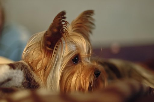 York, Hund, Tier, Haustier, Hunderasse