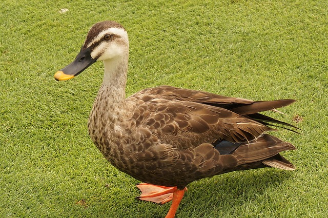なぜ苦痛の発作が起こるのでしょうか?蛾が鳥の涙を吸うのを見る