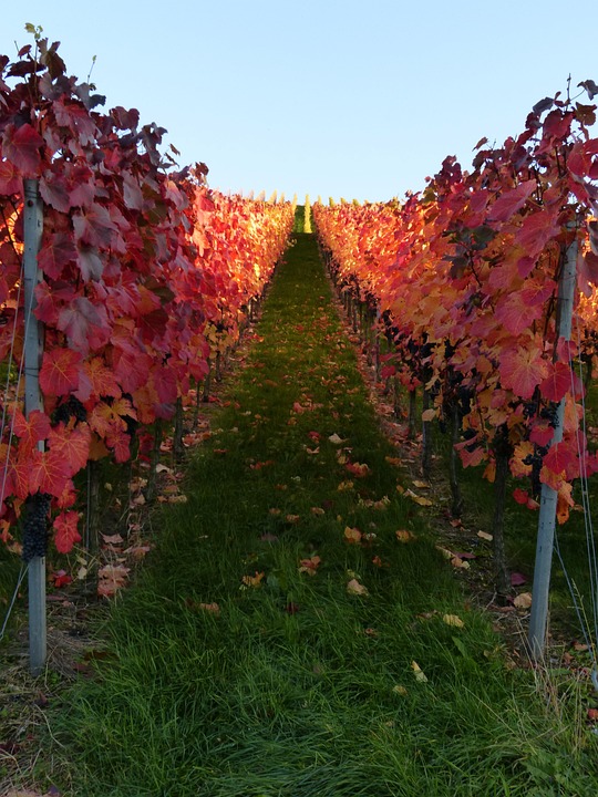 Free photo Vineyard, Vines, Autumn, Wine Free Image on Pixabay 341134