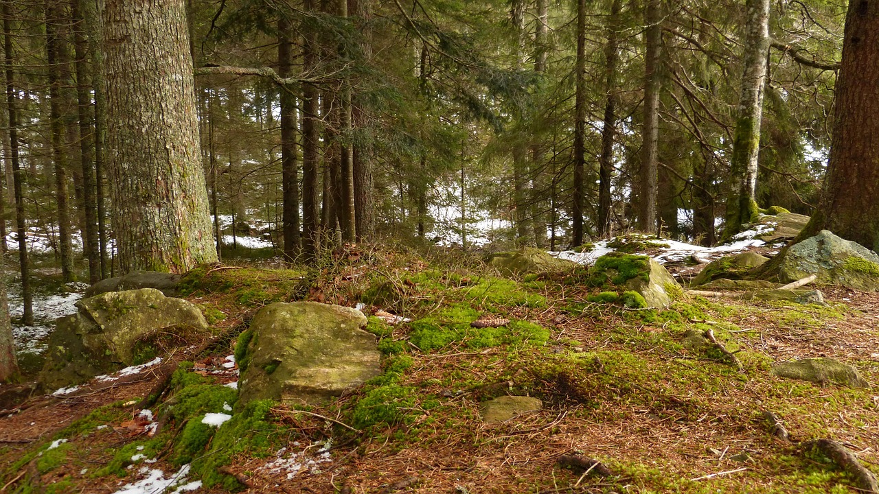Ravennaschlucht: Wandern, Wasserfälle & Viadukt im Hochschwarzwald 2 Naturpfad durch die Ravennaschlucht mit Buchen, Felsen und Bachverlauf
