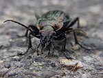 animal, insect, beetle