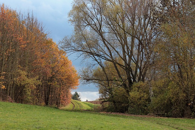 Free Forest Fall photo and picture