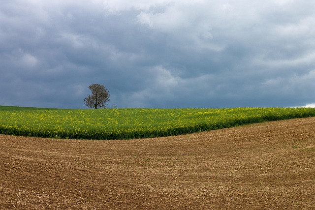 Free Oilseed Rape Field photo and picture