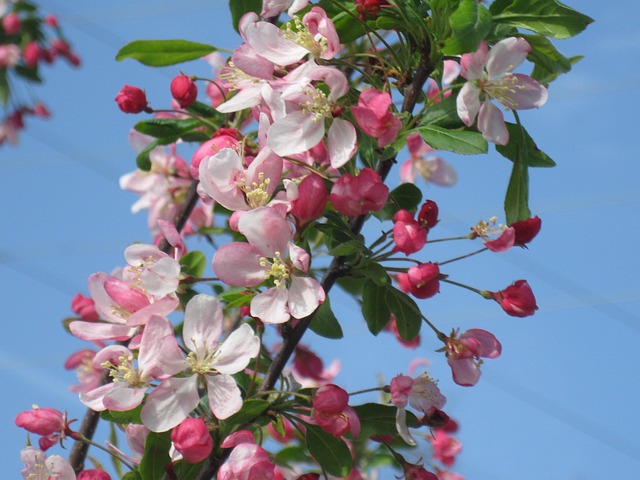 Free Crab Apple Blooms photo and picture