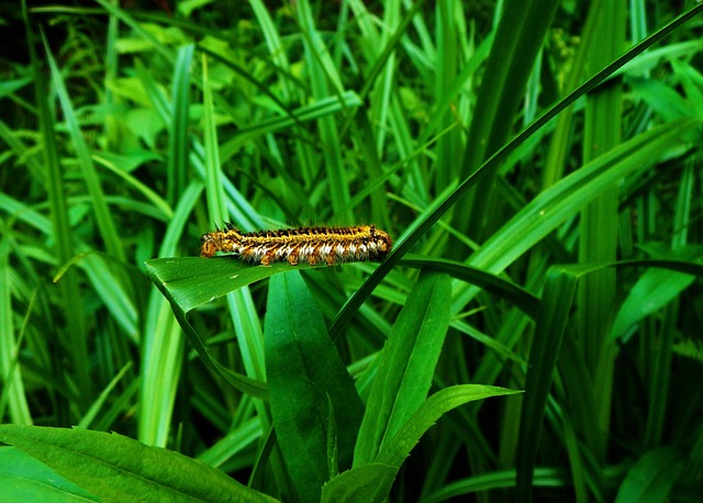 Free Caterpillar At photo and picture