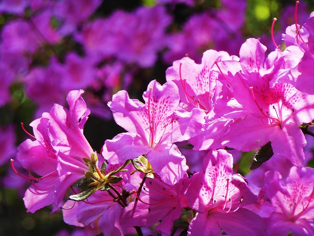 Free Flower Pink photo and picture