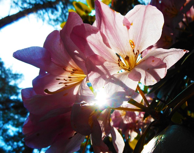 Free Flower Light photo and picture
