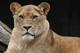 panthera-leo-l-we-l-win-kostenloses-foto-auf-pixabay