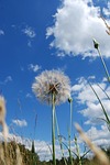 dandelion, weed, flora