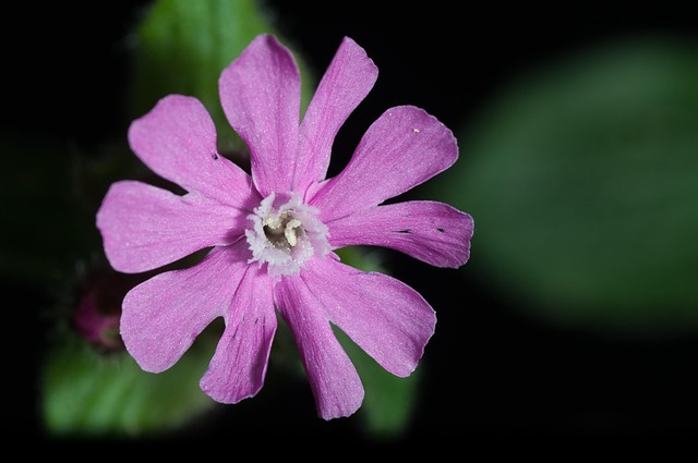 Free Forest Blossom Forest Flower photo and picture