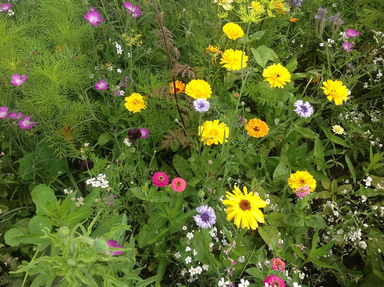 Flowers Flower Garden Free photo on Pixabay Pixabay