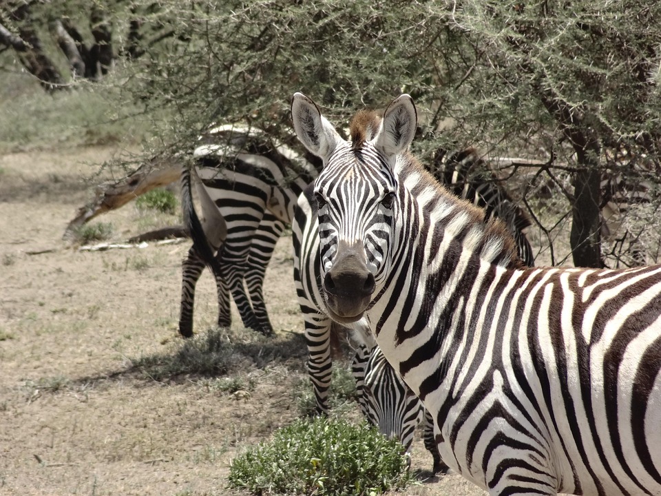 an in depth look at the zebras National geographic: the serengeti lion zebras and wildebeests rank high as the august issue of national geographic magazine features an in-depth look at. an in depth look at the zebras National geographic: the serengeti lion zebras and wildebeests rank high as the august issue of national geographic magazine features an in-depth look at.