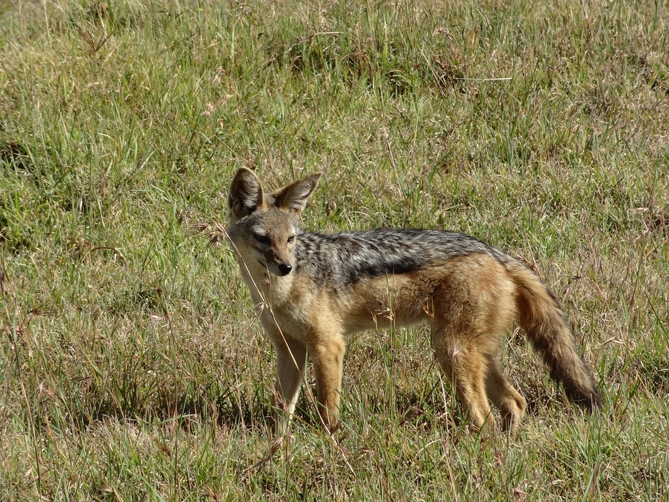 Free photo Jackal, Savannah, Hunting Free Image on Pixabay 342021