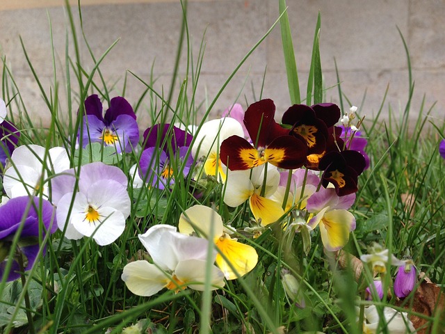 Free Pansy Flower photo and picture
