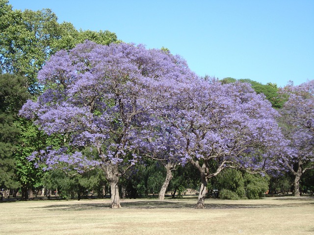 Free Trees Flower photo and picture