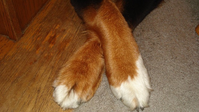 Free Dog Paws photo and picture