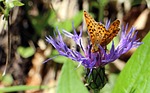 wetlands - mother of pearl butterfly, boloria selene, butterfly